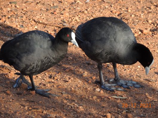 Australian Coot